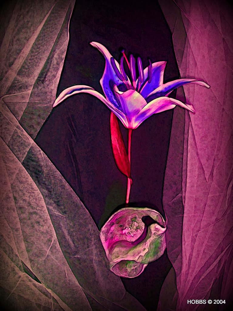 Lilly in Pink