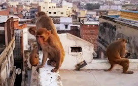 वाराणसी नगर निगम लापरवाही में मस्त काशीवासी बंदरों के आतंक से त्रस्त 