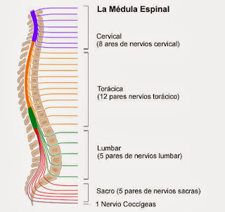 Características y funciones de la médula espinal