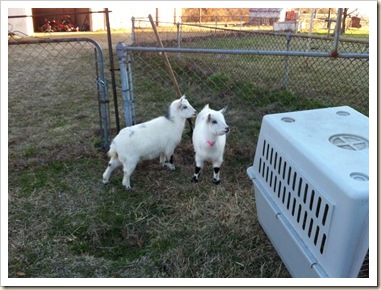 petunia and primrose