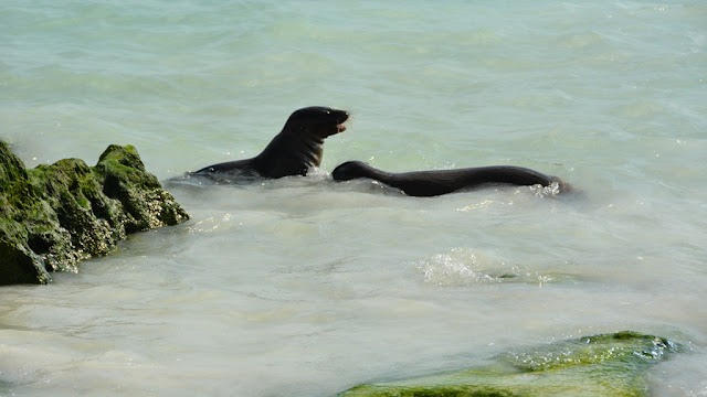 Gardner Bay Sea Lions