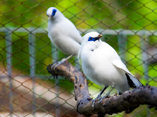 Bali Starling Birds