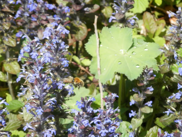 Garden visit, the forest garden at CAT.  From UK eco friendly and garden blogger secondhandsusie.blogspot.com #forestgarden #organicgarden #nodiggarden #centreforalternativetechnology #garden #gardenblogger