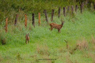 Wildlifefotografie Olaf Kerber