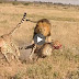 Lion vs cheetah fight
