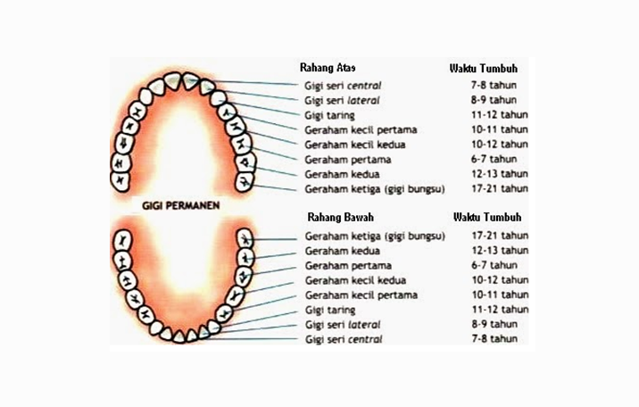 Bagaimana Susunan Gigi  Pada Manusia  Dewasa Gambarkan 