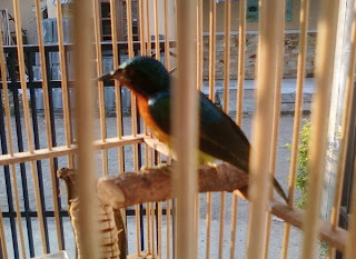 Tips Merawat Burung Kolibri Agar Cepat Gacor