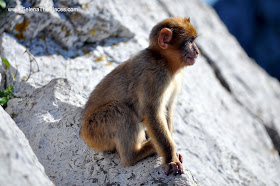The Macaque Monkeys of Gibraltar