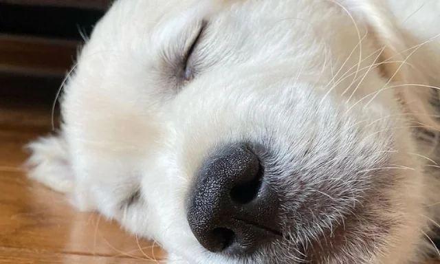 why does dogs sleep so much