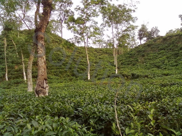 Tea garden _ Sylhet