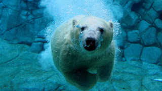 Polar Bear Wallpaper