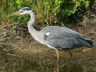 Ardea cinerea - Héron cendré