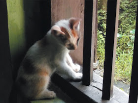 Foto-Foto Anak Kucing Lucu di Luar Jendela Kamar Kost Gue 07