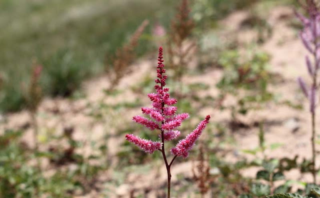 Astilbe Flowers Pictures