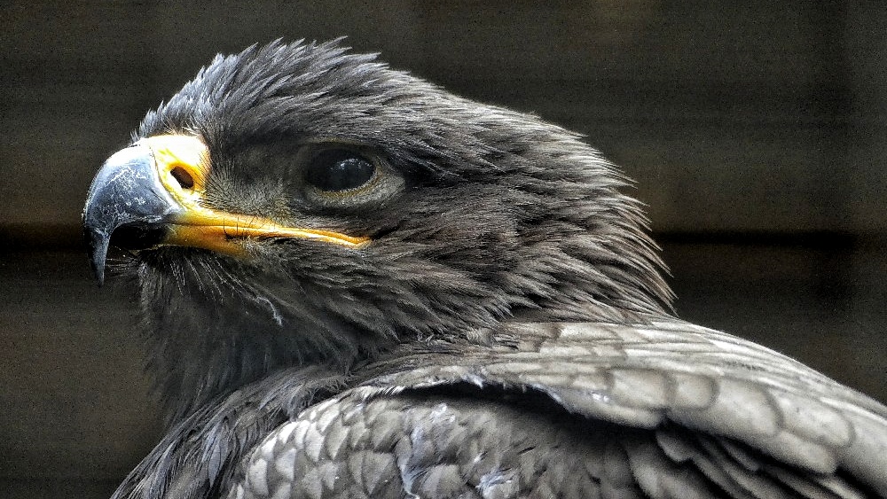 junger Greifvogel