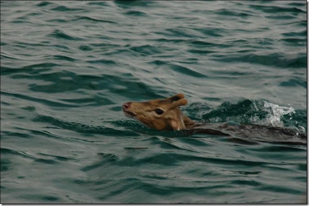 Pescadores salvam um veado (3)