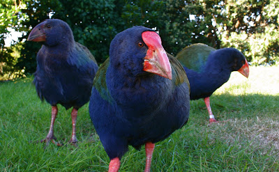 burung takahe,budidaya burung takahe,gambar burung takahe