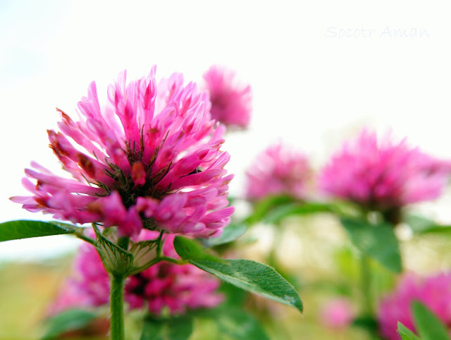 Trifolium pratense