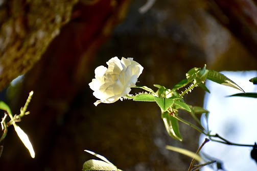 white rose glowing in the sunlight, tree vine