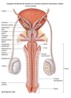 perjalanan sperma