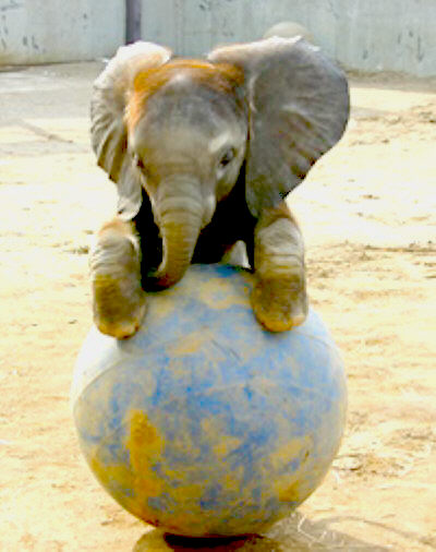 Funny Baby Elephants New Photos Pictures 2012   Funny Animals