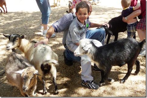 Green meadows goats