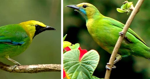 iHargai iCucaki Rante iJantani iDani iBetinai di Pasar Burung 2019 iHargai iCucaki Rante iJantani iDani iBetinai di Pasar Burung 2019