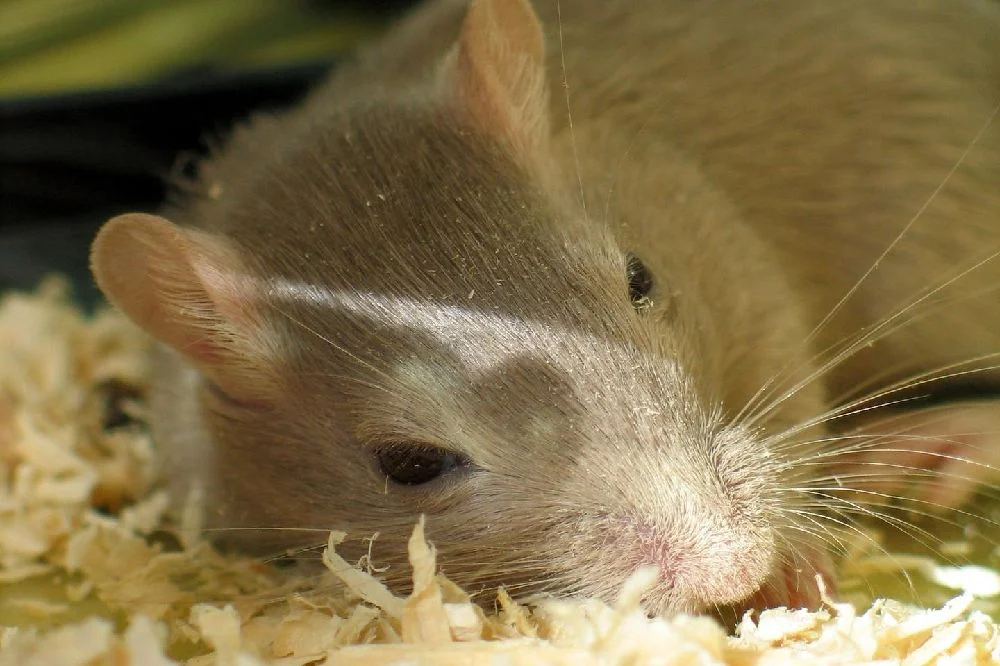 Los movimientos oculares cuando un ratón está dormido revelan que también ellos pueden soñar