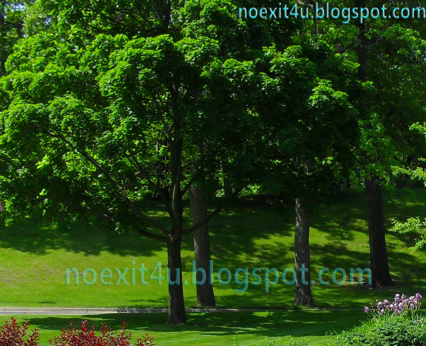 HD NATURE WALLPAPER ~ noexit4u.blogspot.com