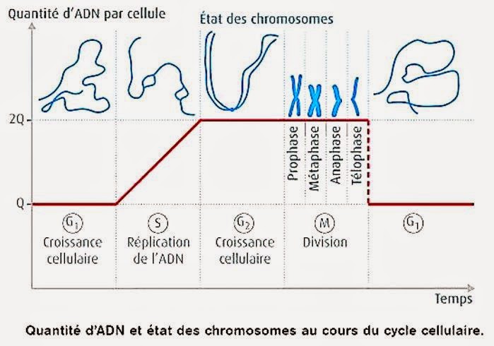 Réplication de lADN expérience de Meselson et Stahl 1958 