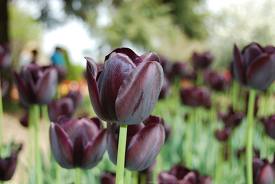 GAMBAR BUNGA  BUNGA  TULIP 