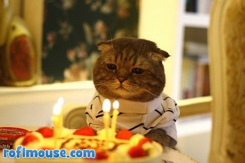 funny-animal-pictures-happy-birthday-to-me.jpg