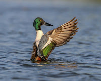 Northern shoveler, by Steve Sinclair