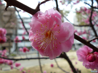 神津神社梅の花