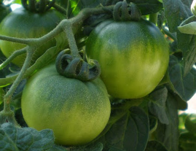 Green tomatoes, photo by Rosemary West © 2009