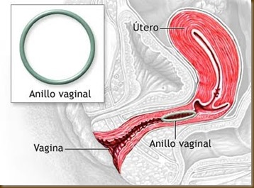 ciclo menstrual gran danes