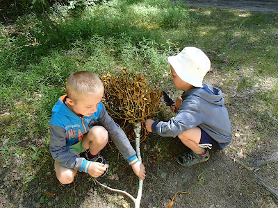 Grzyby wiosenne,grzyby w czerwcu, grzyby na Mazurach, gatunki maślaków, maślak ziarnisty Suillus granulatus, polówka popękana Agrocybe dura, stułka piaskowa Coltricia perennis, poziomki leśne, pierwsze poziomki