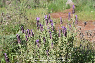 lavandula stoechas, lavanda, cantueso, jardín mediterráneo, abejas