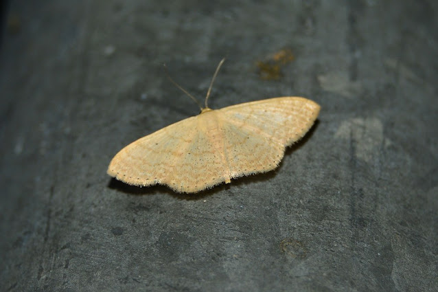 Scopula lactaria