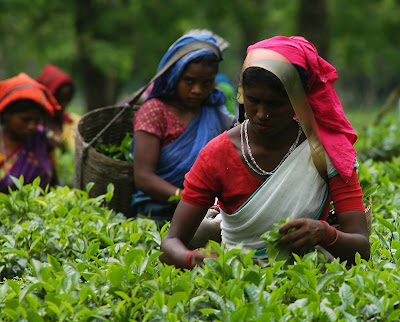 Assam Tea Garden Picture