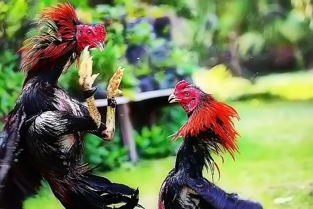 Adu Ayam Bangkok Aduan