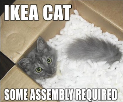 Katie's Kitties: Funny Cat Pictures with Captions