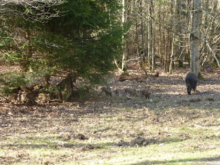 Wildschwein-Frischlinge beim Wildpark-Eingang Parkplatz Unterdill an der Forstenrieder Allee