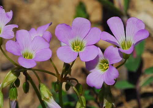 Кислица фиолетовая (Oxalis violacea)