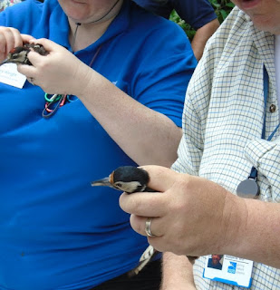 Bird ringing, RSPB Hope Farm open day