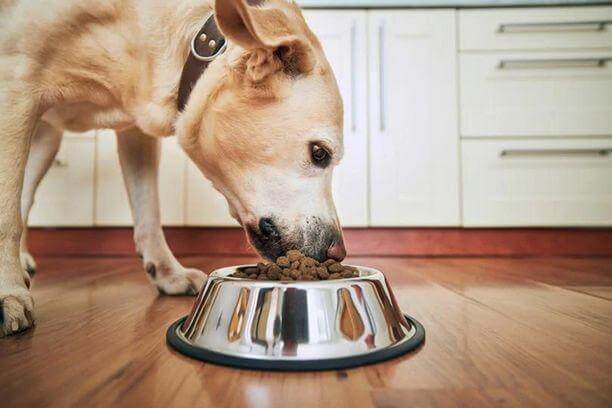 Aliment pour chien âgé et adulte: quelle est la différence?