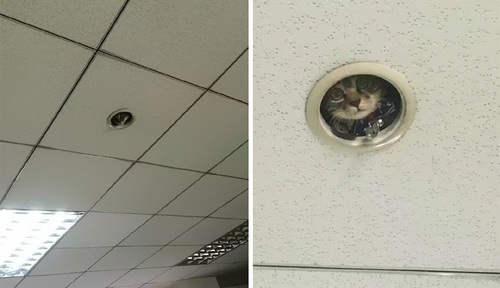 Ceiling Cat's lesser known cousin, Sprinkler Cat