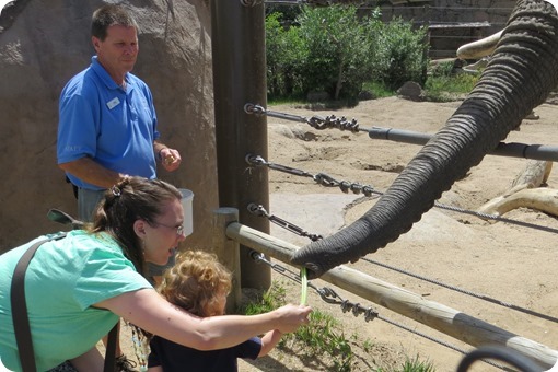 Feeding the Elephant at Cheyenne Mountain Zoo