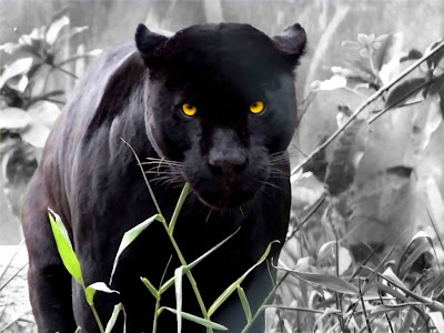 black leopard lion panther