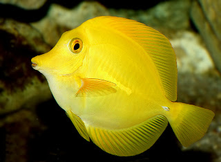 Yellow Tang Fish Wallpaper